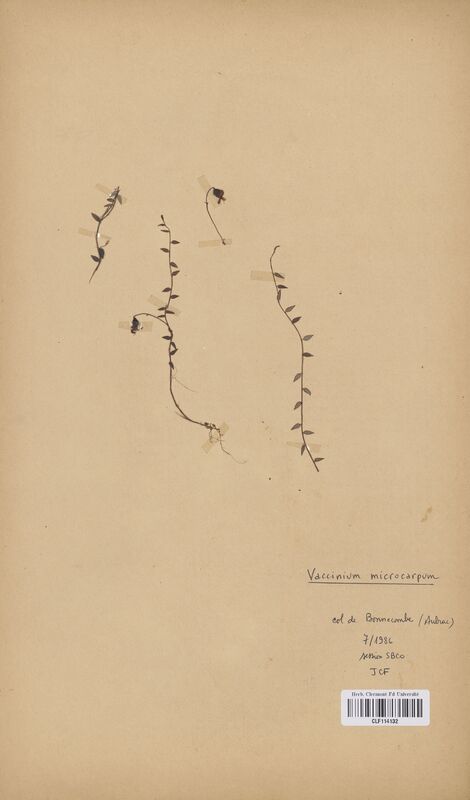 Vaccinium microcarpum (Ericaceae)