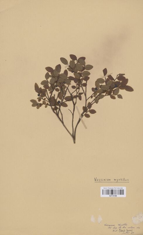 Vaccinium myrtillus (Ericaceae)