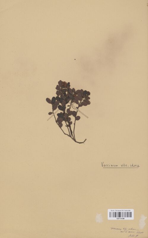 Vaccinium vitis-ideae (Ericaceae)