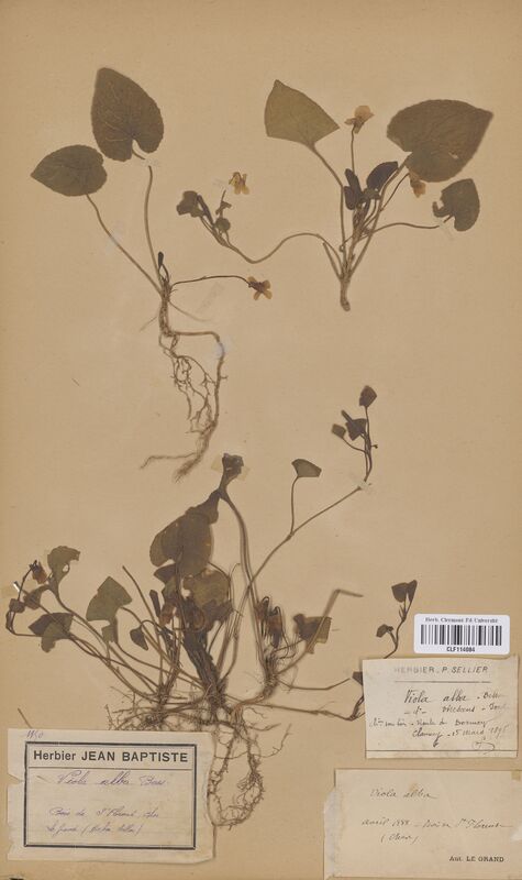 Viola alba (Violaceae)