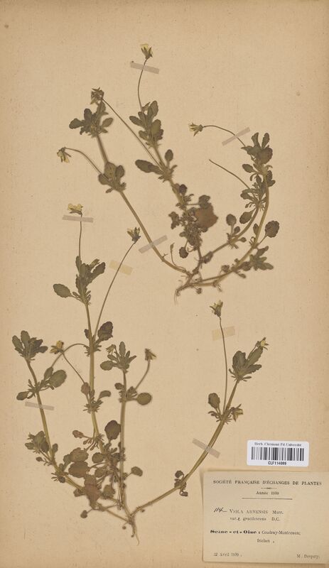 Viola arvensis (Violaceae)
