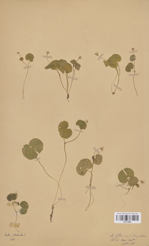 Viola biflora (Violaceae)