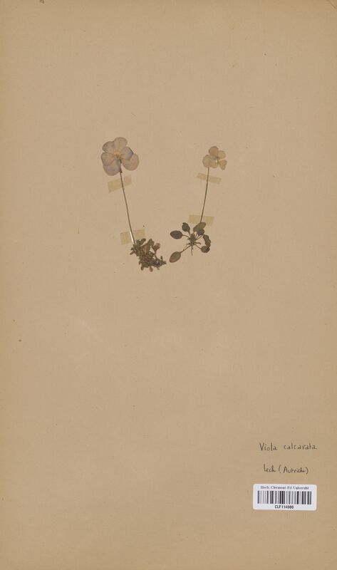 Viola calcarata (Violaceae)