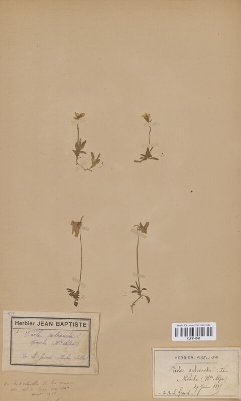 Viola calcarata (Violaceae)