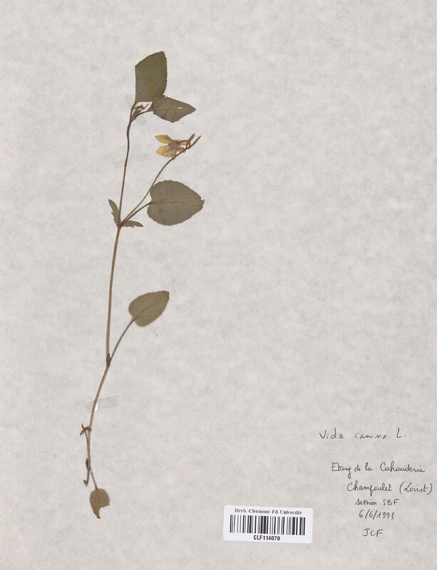 Viola canina (Violaceae)