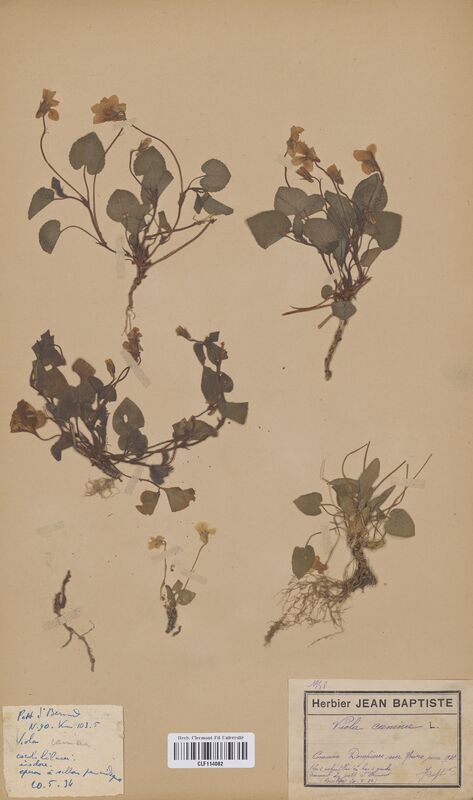 Viola canina (Violaceae)