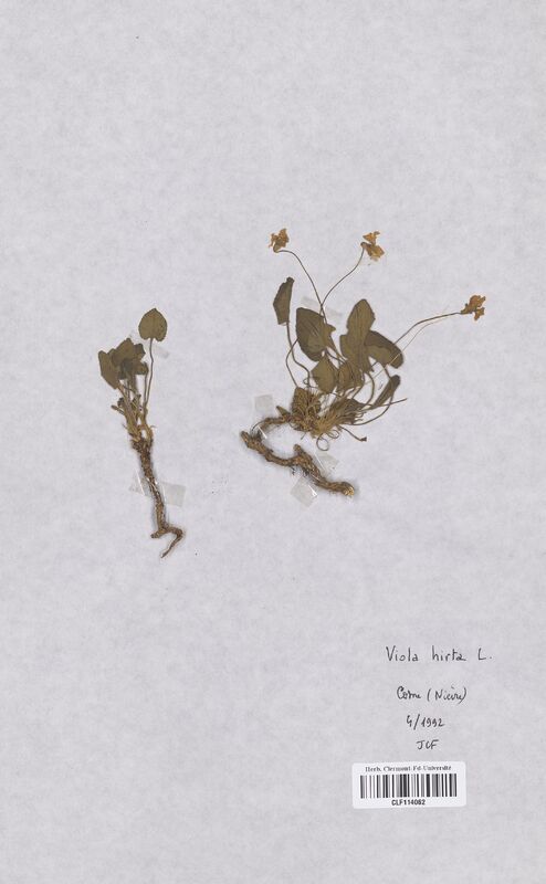 Viola hirta (Violaceae)