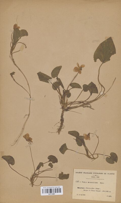 Viola maroccana (Violaceae)