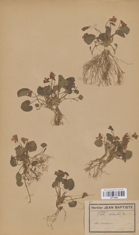 Viola odorata (Violaceae)