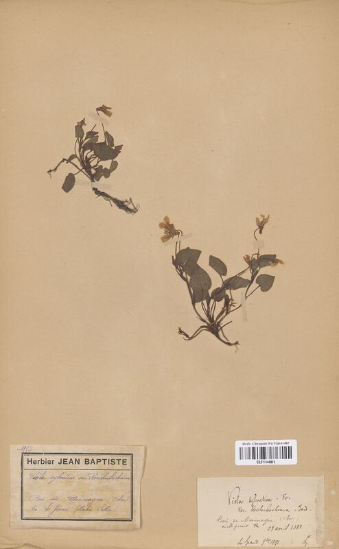 Viola sylvatica reichenbachiana (Violaceae)