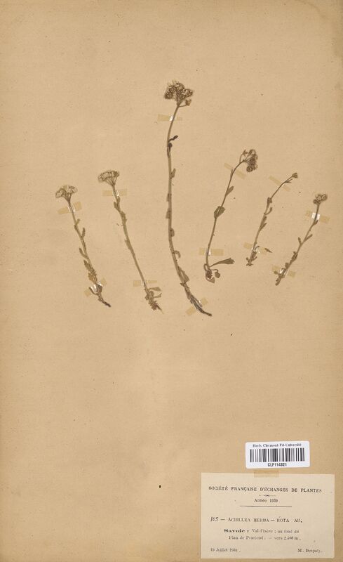 Achillea herba-rotta (Asteraceae)