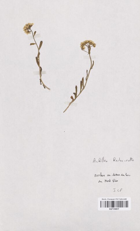 Achillea herba-rotta (Asteraceae)