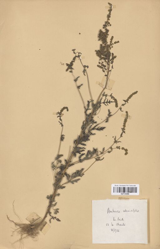 Ambrosia artemisiifolia (Asteraceae)