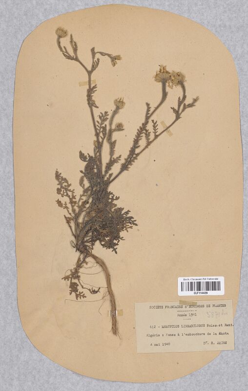 Anacyclus linearifolius (Asteraceae)