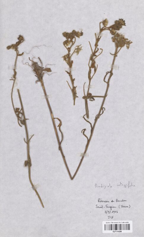 Andryala integrifolia (Asteraceae)