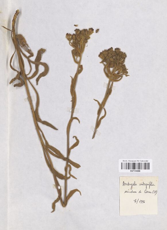 Andryala integrifolia (Asteraceae)