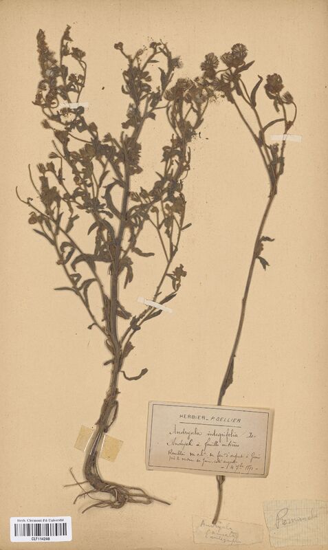 Andryala integrifolia (Asteraceae)