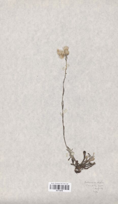 Antennaria dioica (Asteraceae)