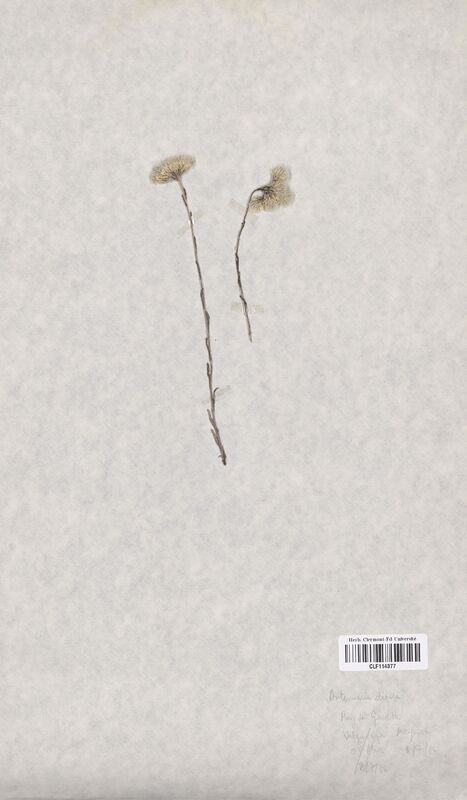 Antennaria dioica (Asteraceae)
