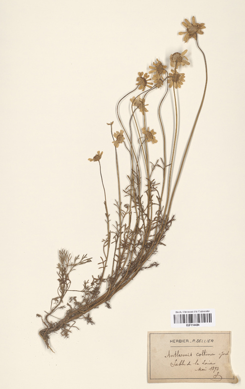 Anthemis collina (Asteraceae)