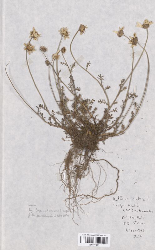 Anthemis cretica (Asteraceae)