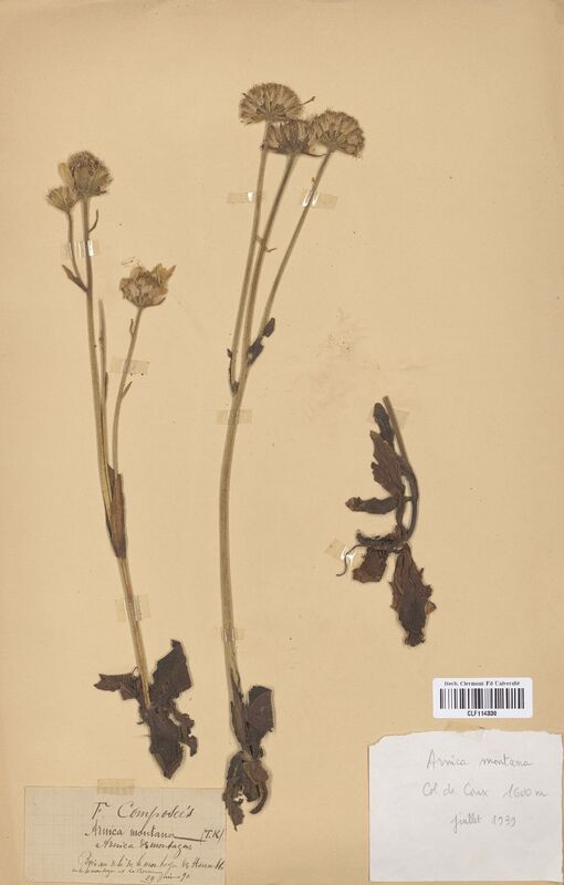 Arnica montana (Asteraceae)