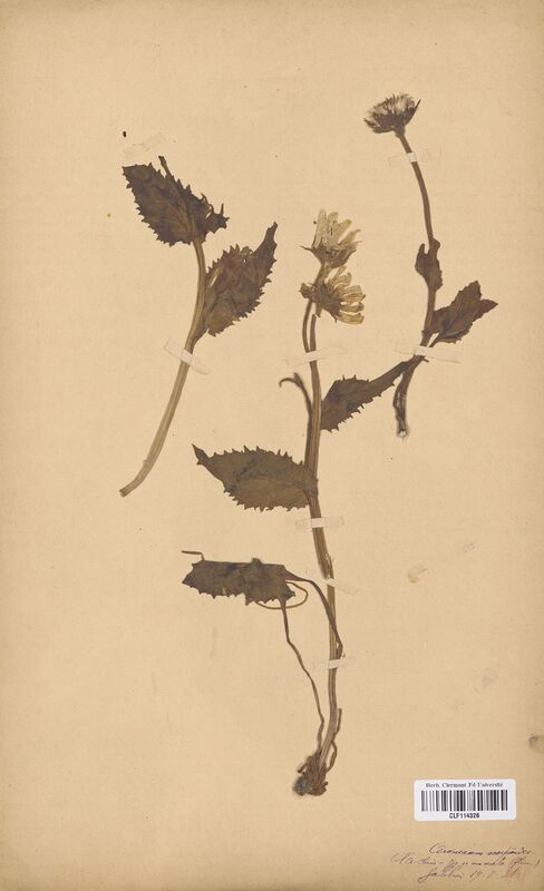 Aronicum scorpioides (Asteraceae)