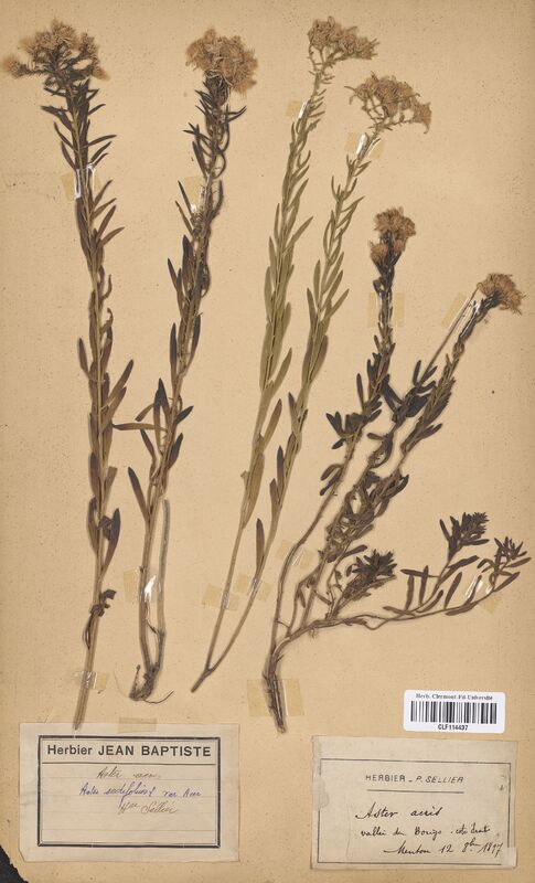 Aster acris (Asteraceae)