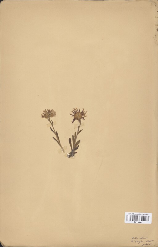 Aster alpinus (Asteraceae)