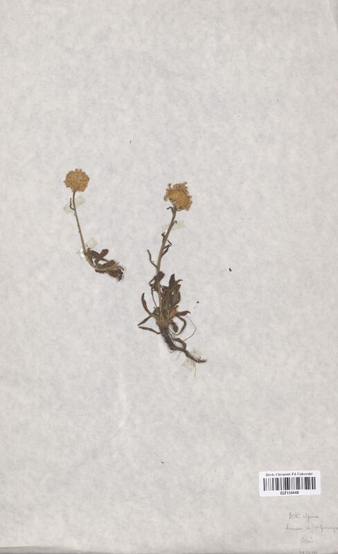 Aster alpinus (Asteraceae)