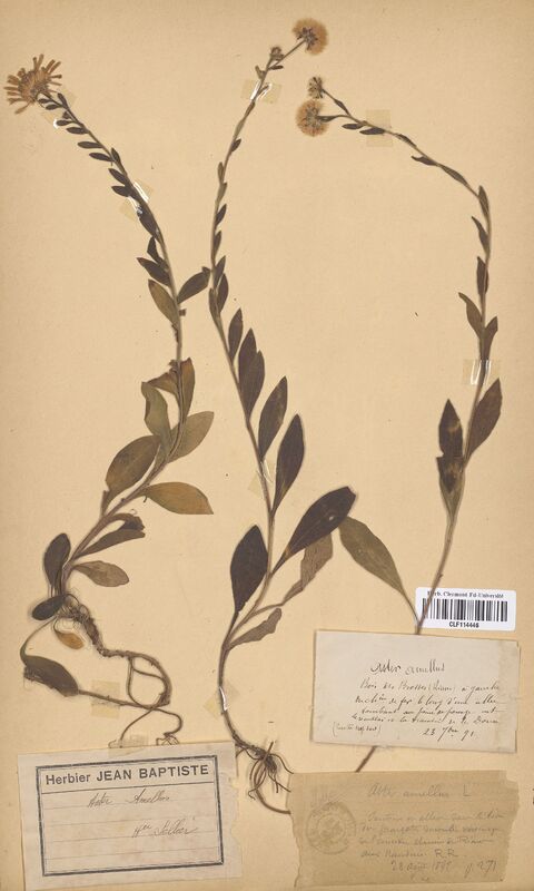 Aster amellus (Asteraceae)