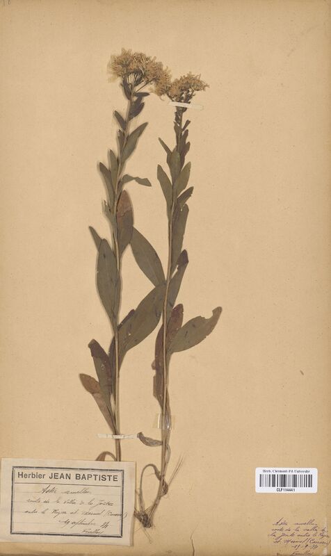 Aster amellus (Asteraceae)