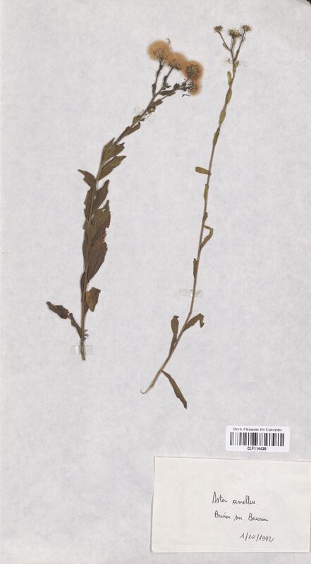 Aster amellus (Asteraceae)