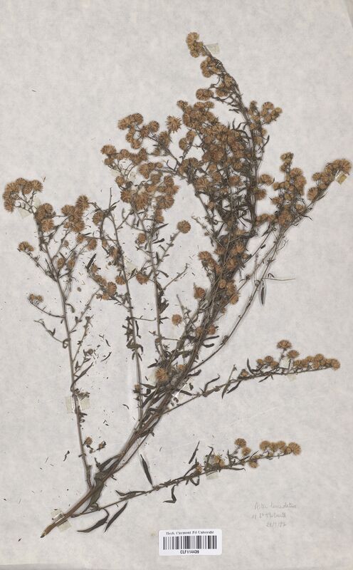 Aster lanceolatus (Asteraceae)