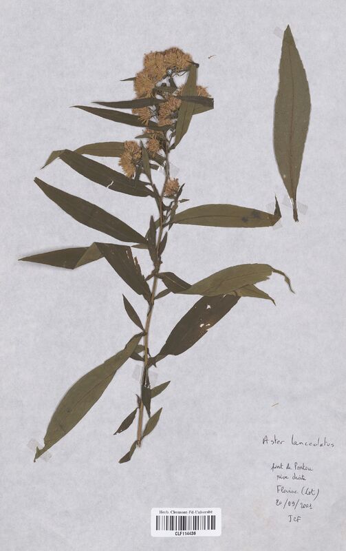 Aster lanceolatus (Asteraceae)