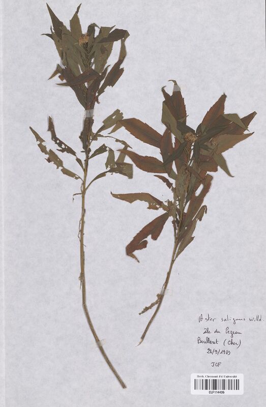 Aster salignus (Asteraceae)
