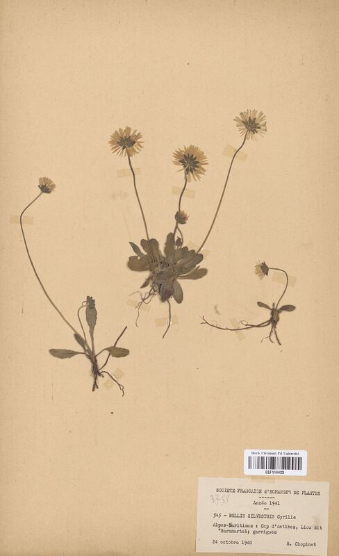 Bellis sylvestris (Asteraceae)