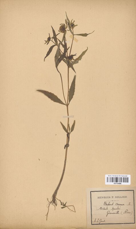 Bidens cernua (Asteraceae)