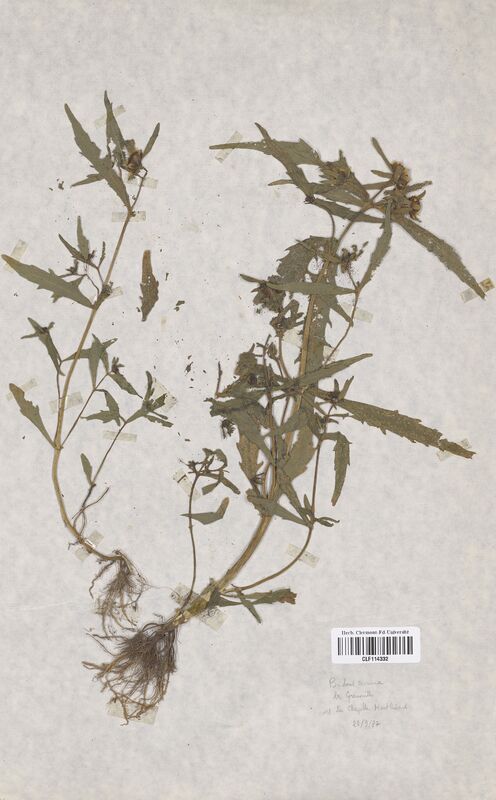 Bidens cernua (Asteraceae)
