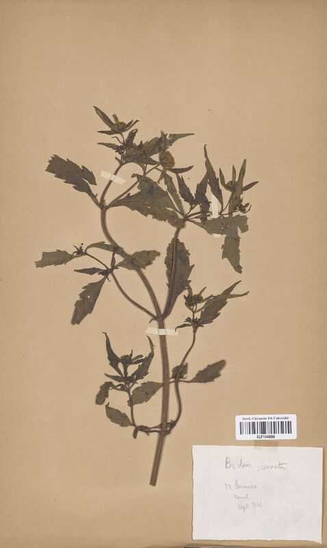 Bidens connata (Asteraceae)