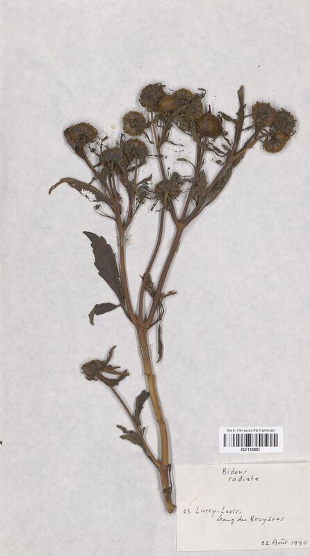 Bidens radiata (Asteraceae)