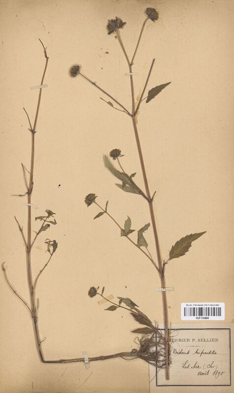 Bidens tripartita (Asteraceae)