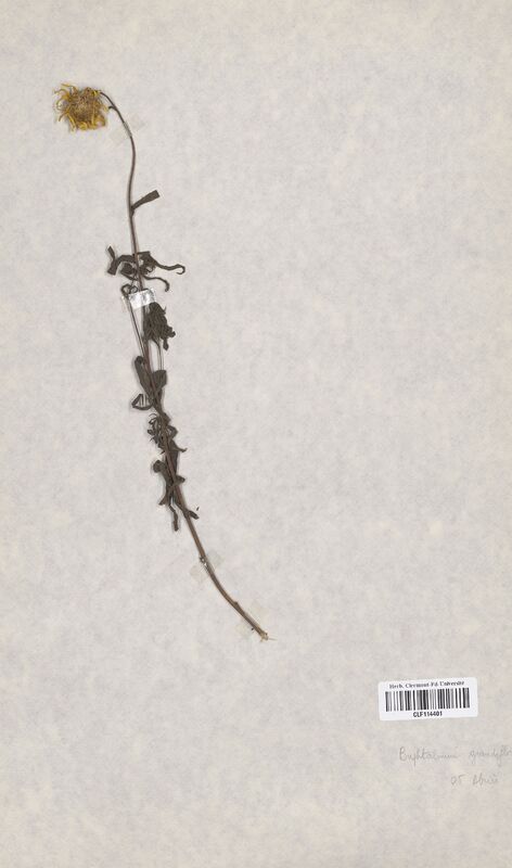 Buphtalmum grandiflorum (Asteraceae)