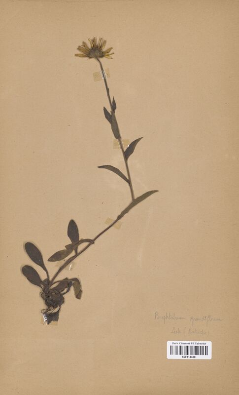 Buphtalmum grandiflorum (Asteraceae)