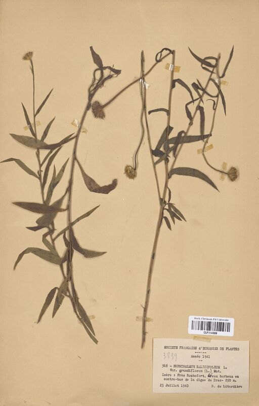 Buphtalmum salicifolium (Asteraceae)