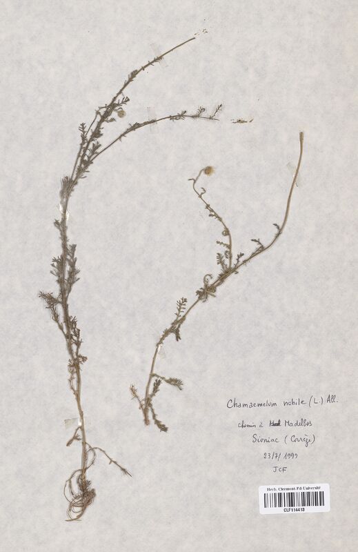 Chamaemelum nobile (Asteraceae)
