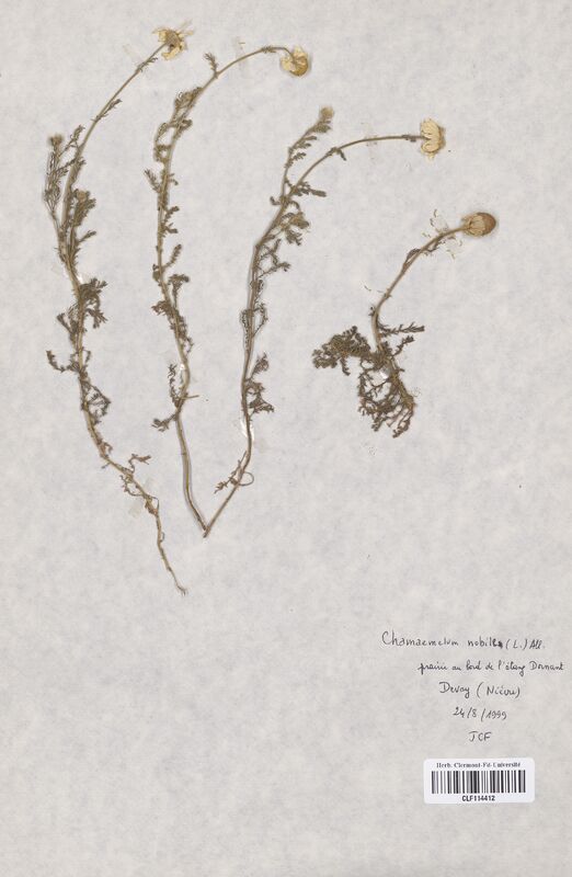 Chamaemelum nobile (Asteraceae)
