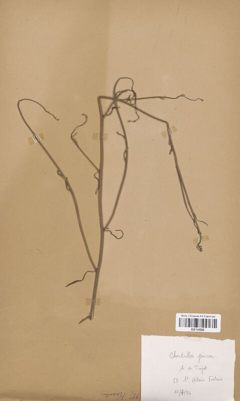 Chondrilla juncea (Asteraceae)