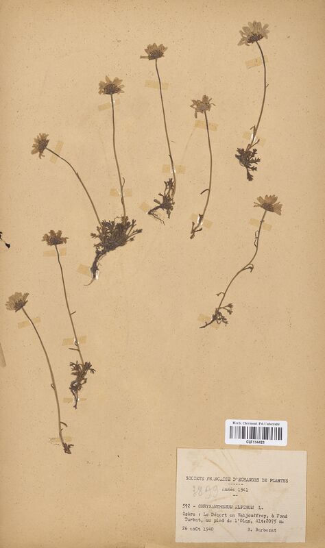 Chrysanthemum alpinum (Asteraceae)