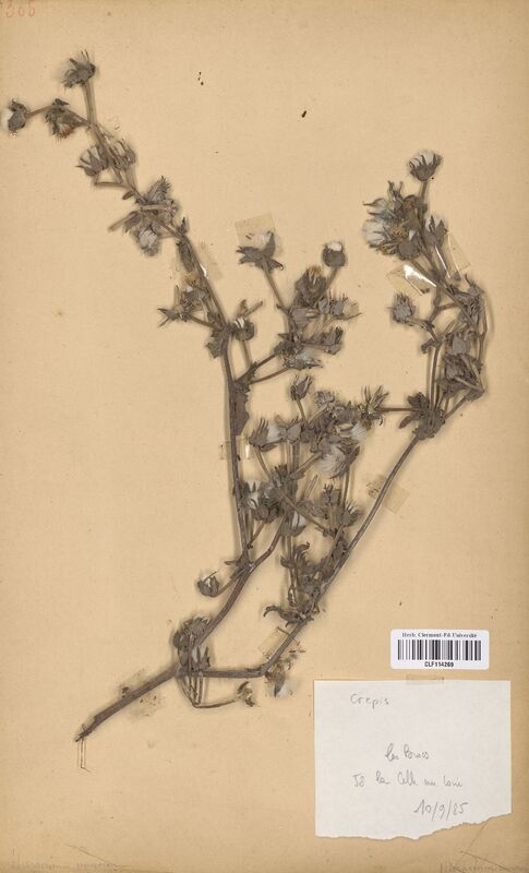Crepis (Asteraceae)